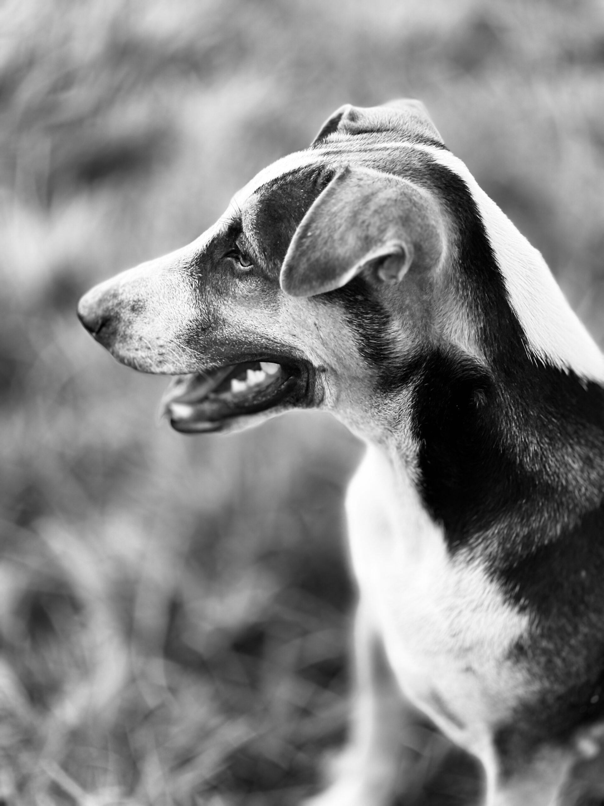 THE DOG