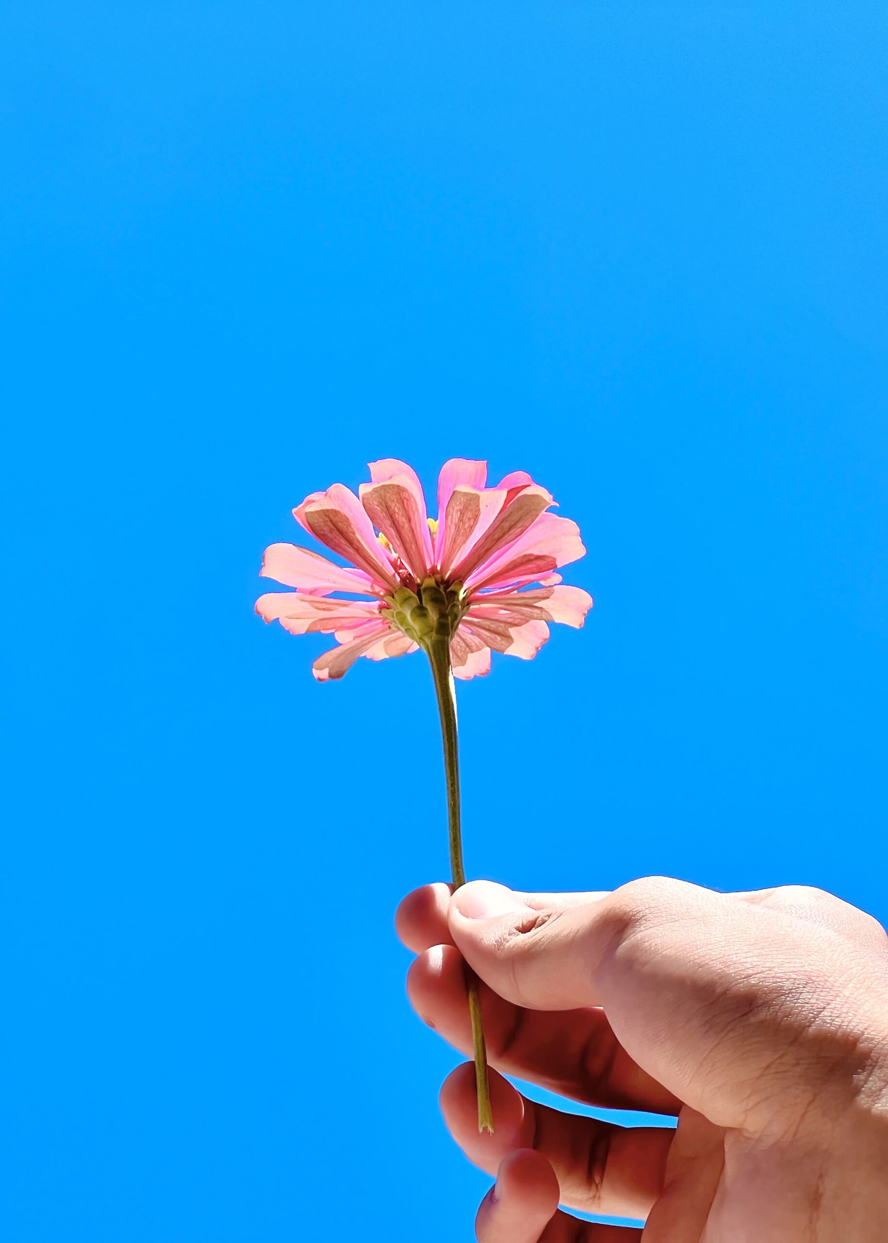 ZINNIA FLOWER