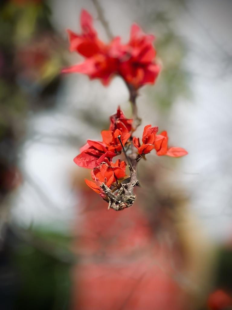 RED BOUGAINVILLEA FLOWER