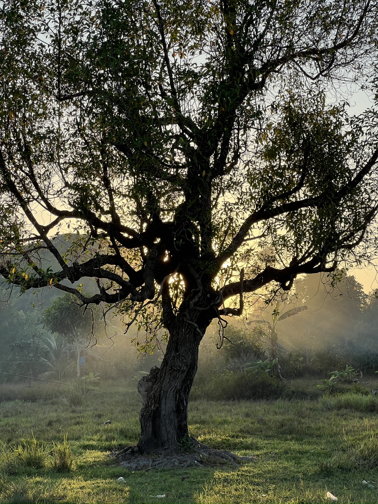 THE LONELY TREE