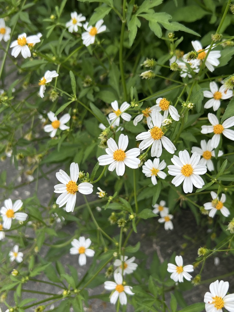 Bidens pilosa